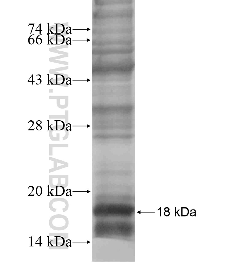 CSTF3 fusion protein Ag18021 SDS-PAGE