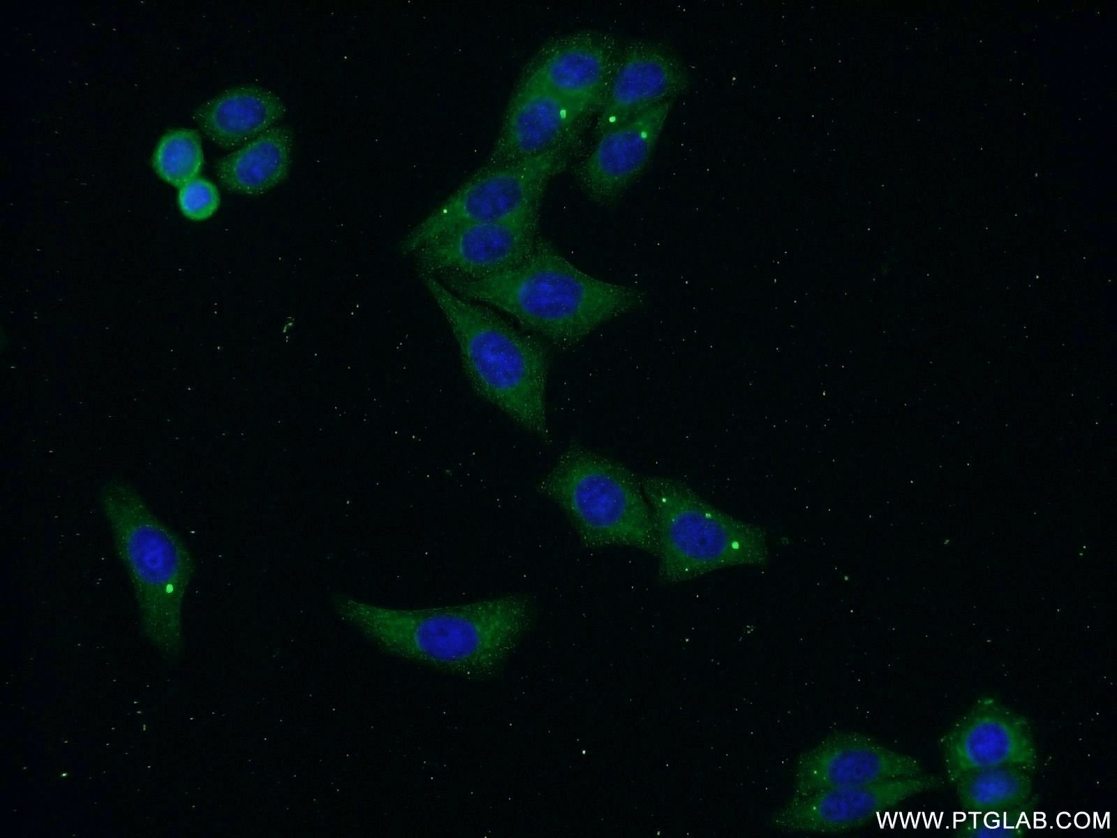 Immunofluorescence (IF) / fluorescent staining of HepG2 cells using FLJ23584 Polyclonal antibody (21143-1-AP)