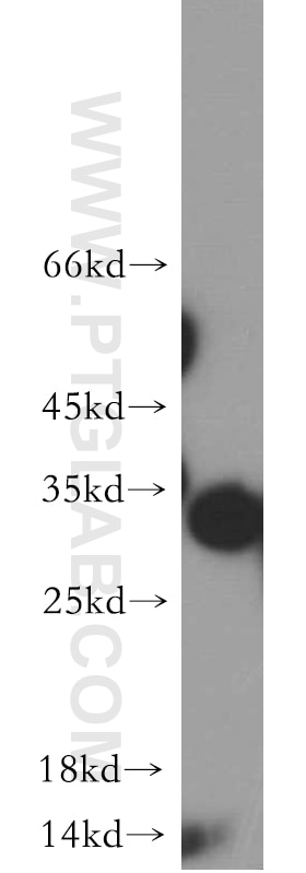 Western Blot (WB) analysis of L02 cells using FLJ23584 Polyclonal antibody (21143-1-AP)