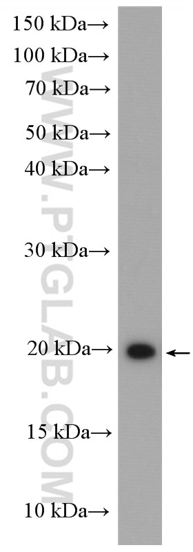 WB analysis of HT-1080 using 19521-1-AP