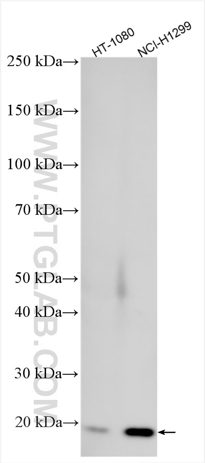 Western Blot (WB) analysis of various lysates using NY-ESO-1 Polyclonal antibody (19521-1-AP)