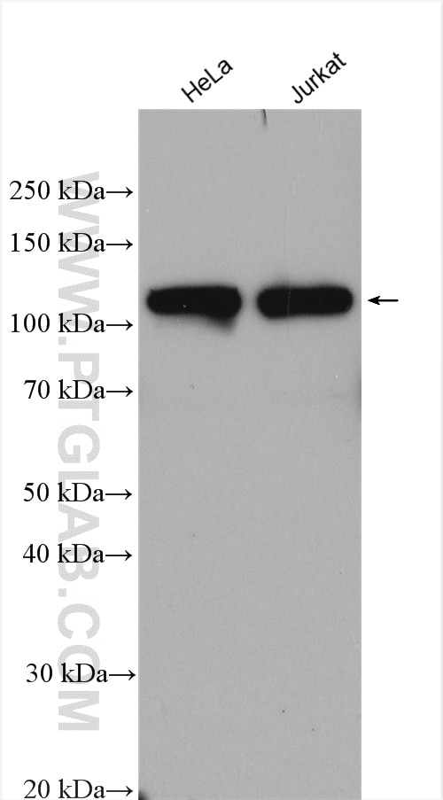 Western Blot (WB) analysis of various lysates using CTAGE1 Polyclonal antibody (13267-1-AP)