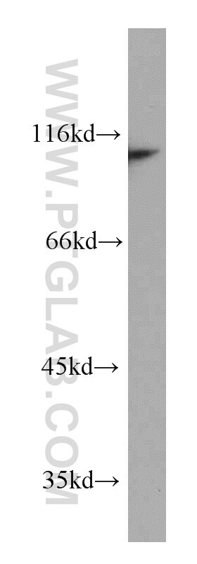 Western Blot (WB) analysis of human brain tissue using CTAGE5 Polyclonal antibody (55279-1-AP)