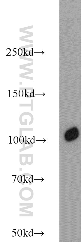 Western Blot (WB) analysis of human testis tissue using CTAGE5 Polyclonal antibody (55279-1-AP)