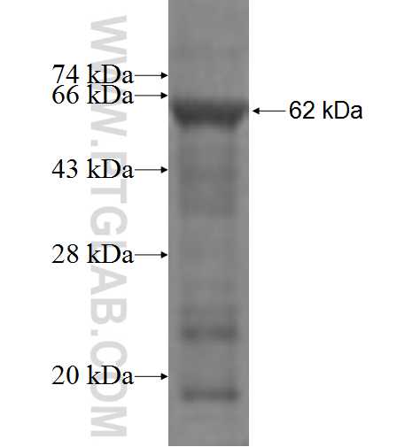 CTAK1 fusion protein Ag3805 SDS-PAGE