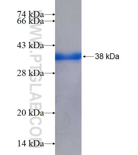 CTAK1 fusion protein Ag8303 SDS-PAGE