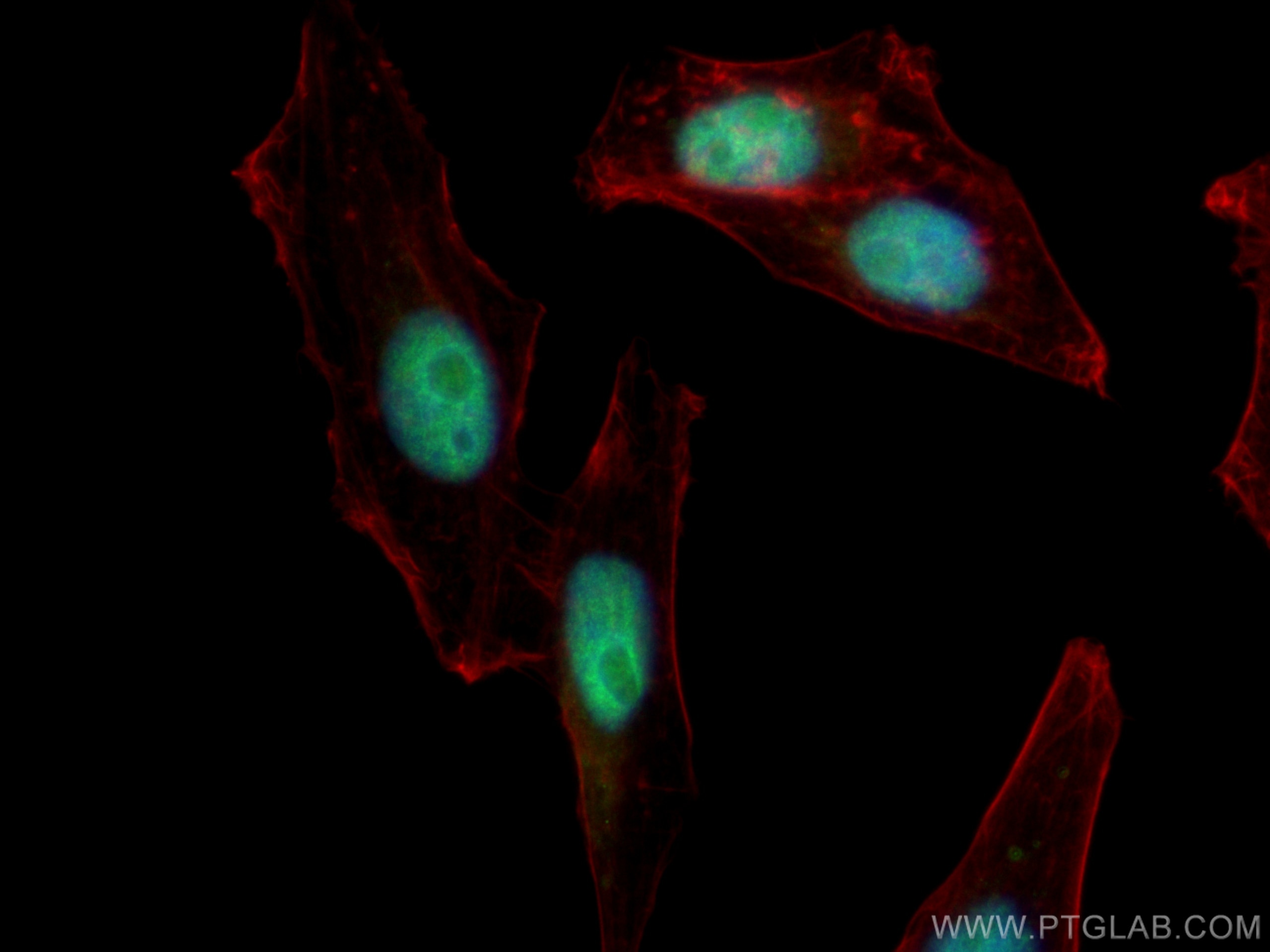 Immunofluorescence (IF) / fluorescent staining of HepG2 cells using CTBP1 Polyclonal antibody (10972-1-AP)