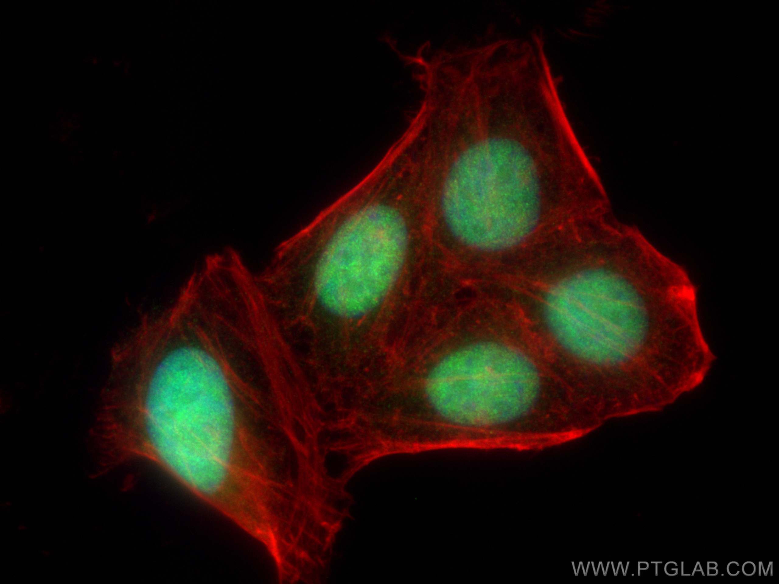 Immunofluorescence (IF) / fluorescent staining of HepG2 cells using CTBP1 Polyclonal antibody (10972-1-AP)
