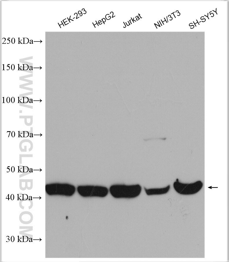 Western Blot (WB) analysis of various lysates using CTBP1 Polyclonal antibody (10972-1-AP)