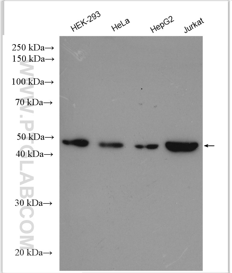 Western Blot (WB) analysis of various lysates using CTBP1 Polyclonal antibody (10972-1-AP)