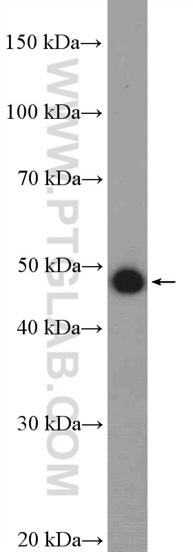 Western Blot (WB) analysis of mouse thymus tissue using CTBP1 Polyclonal antibody (10972-1-AP)