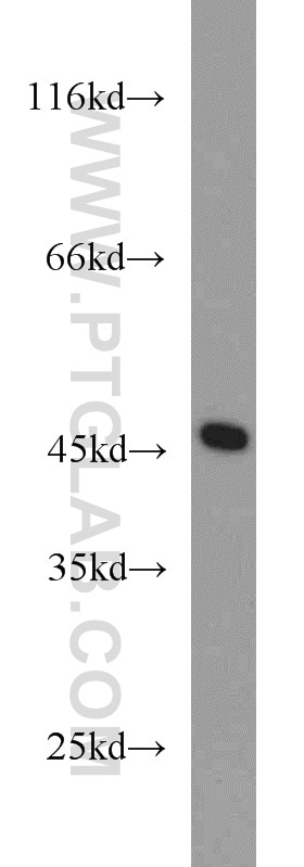 Western Blot (WB) analysis of mouse brain tissue using CTBP1 Polyclonal antibody (10972-1-AP)