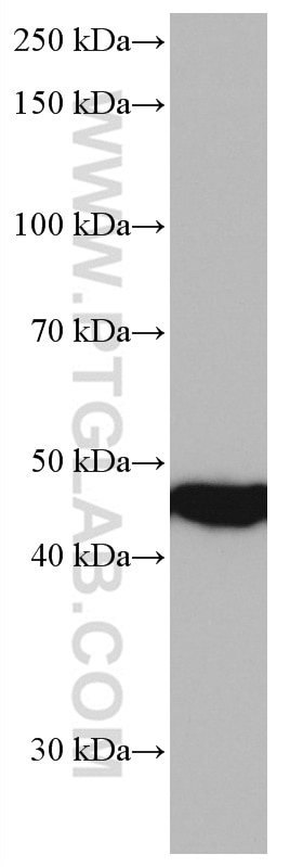 Western Blot (WB) analysis of HEK-293 cells using CTBP1 Monoclonal antibody (66995-1-Ig)