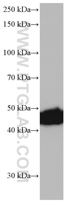 Western Blot (WB) analysis of HL-60 cells using CTBP1 Monoclonal antibody (66995-1-Ig)