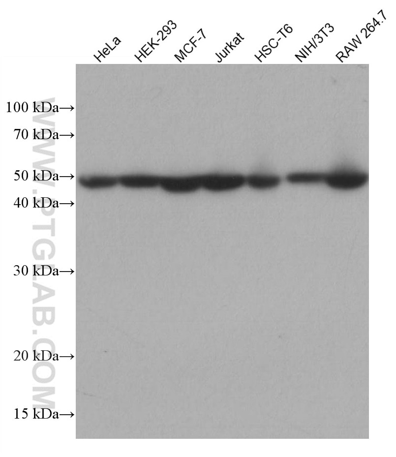 Western Blot (WB) analysis of various lysates using CTBP1 Monoclonal antibody (66995-1-Ig)