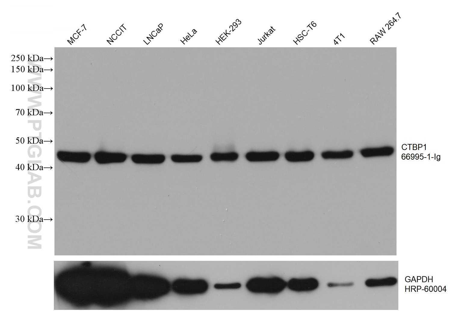 Western Blot (WB) analysis of various lysates using CTBP1 Monoclonal antibody (66995-1-Ig)
