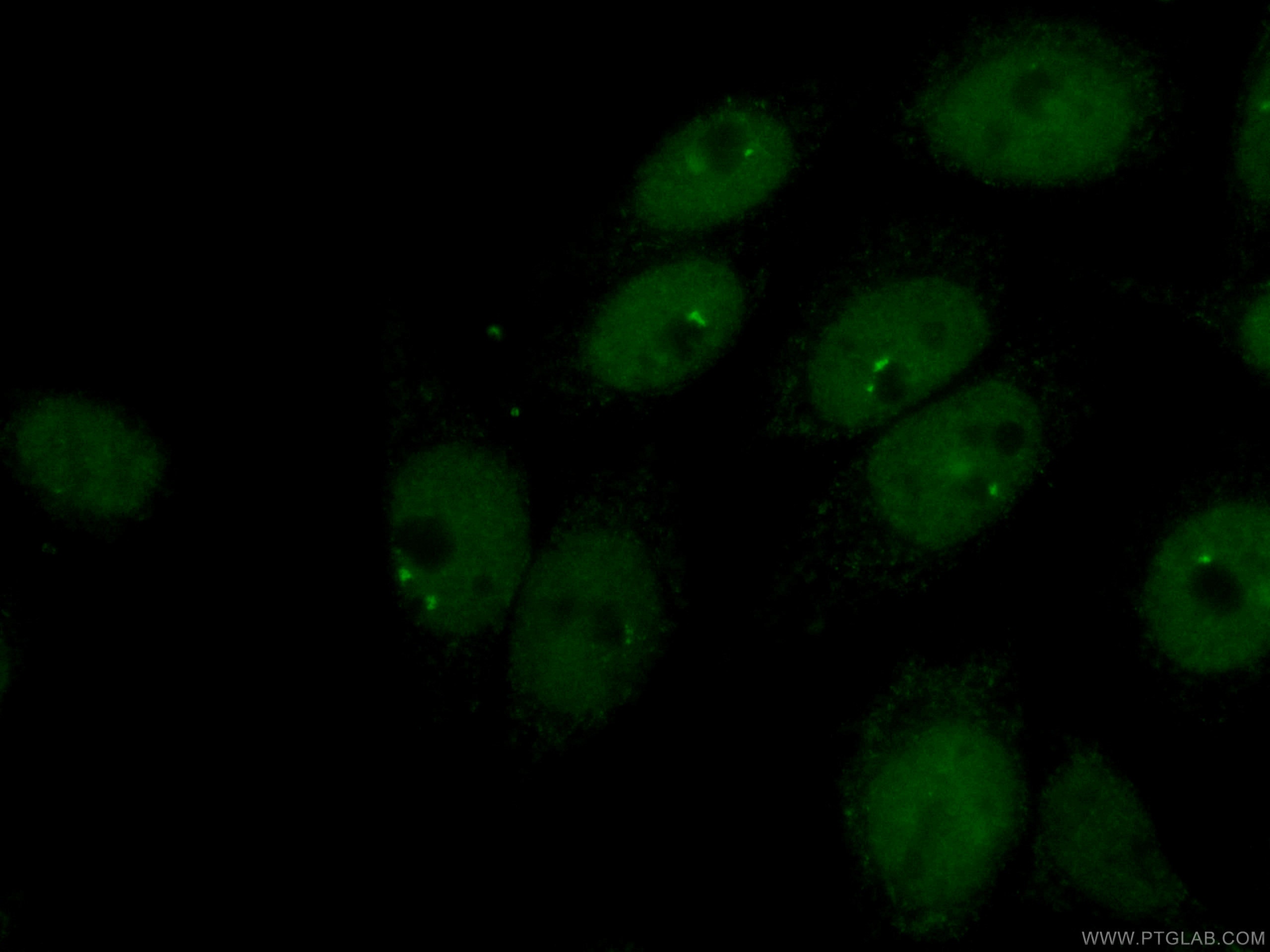 Immunofluorescence (IF) / fluorescent staining of HepG2 cells using CoraLite® Plus 488-conjugated CTBP1 Monoclonal ant (CL488-66995)