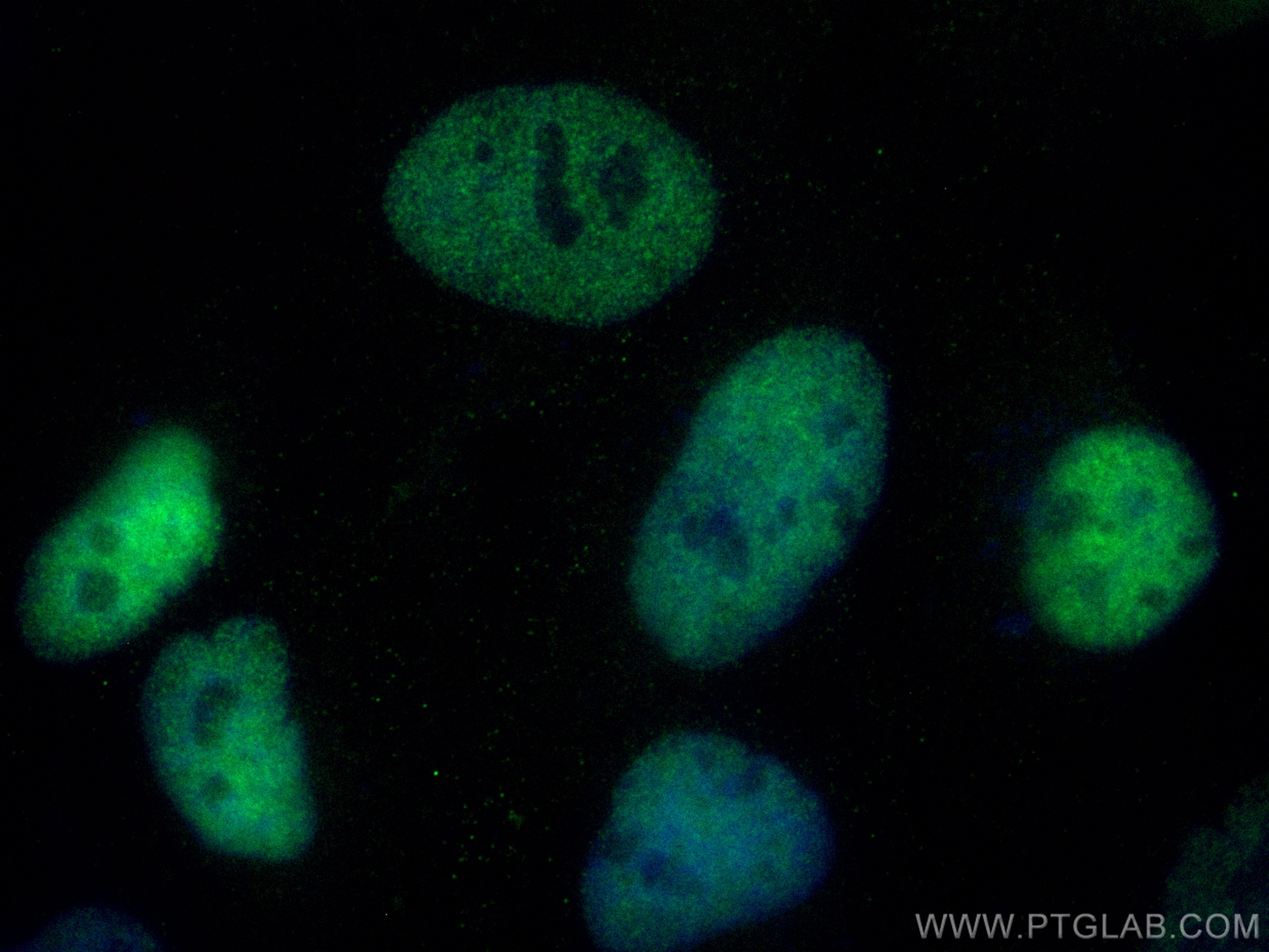 Immunofluorescence (IF) / fluorescent staining of HeLa cells using CoraLite® Plus 488-conjugated CTBP1 Monoclonal ant (CL488-66995)