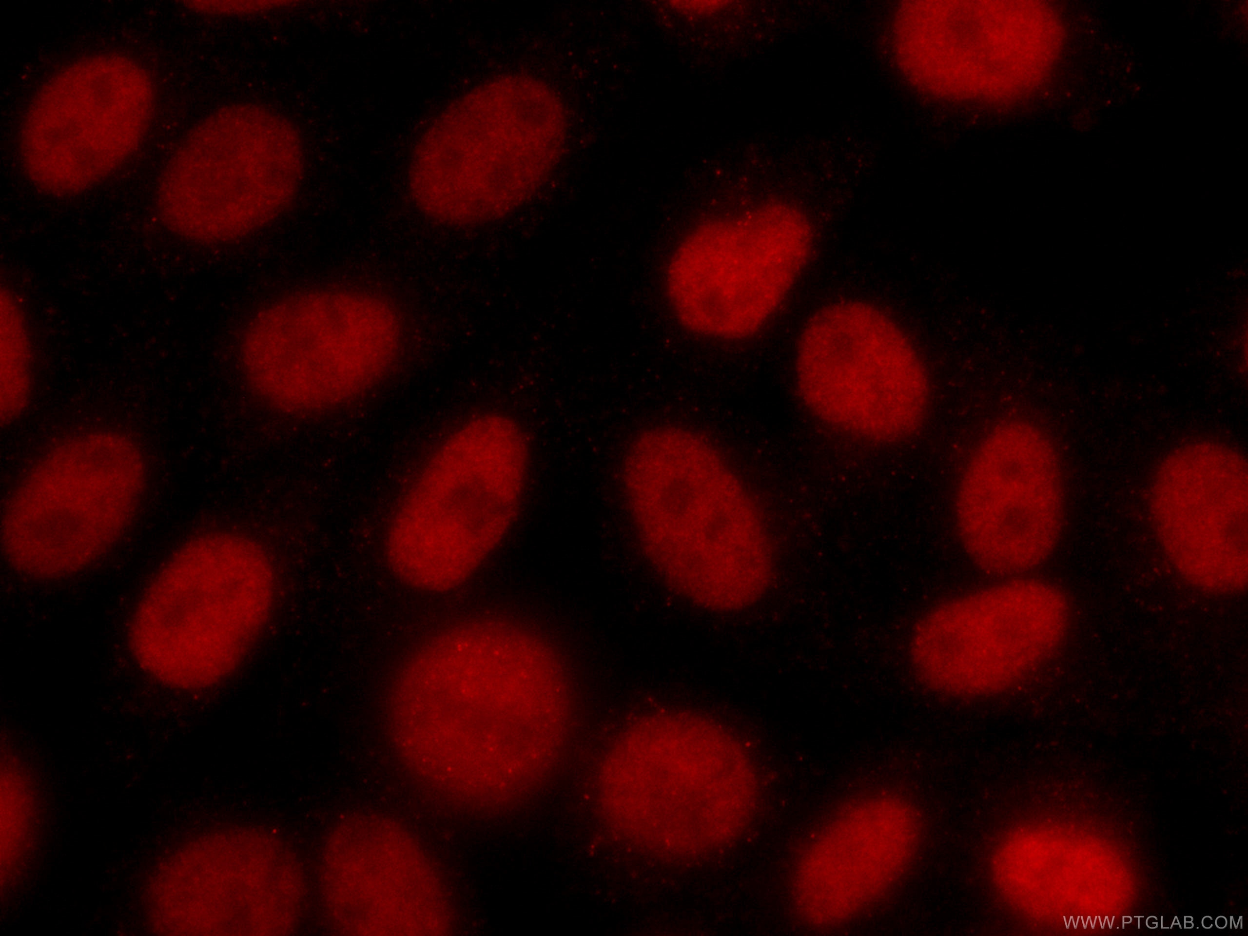 Immunofluorescence (IF) / fluorescent staining of HepG2 cells using CoraLite®594-conjugated CTBP1 Monoclonal antibody (CL594-66995)