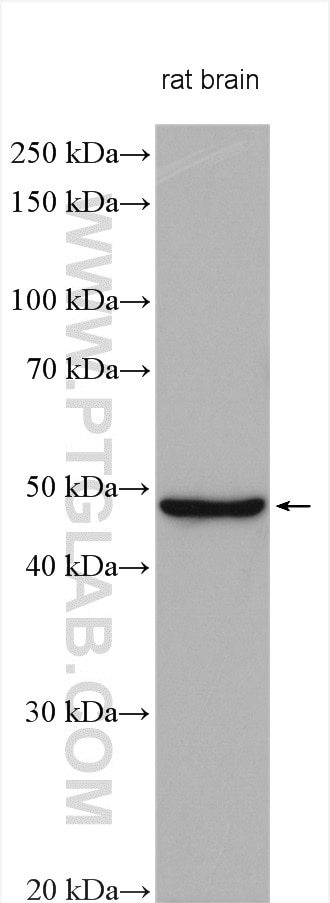 Western Blot (WB) analysis of various lysates using CTBP2 Polyclonal antibody (10346-1-AP)