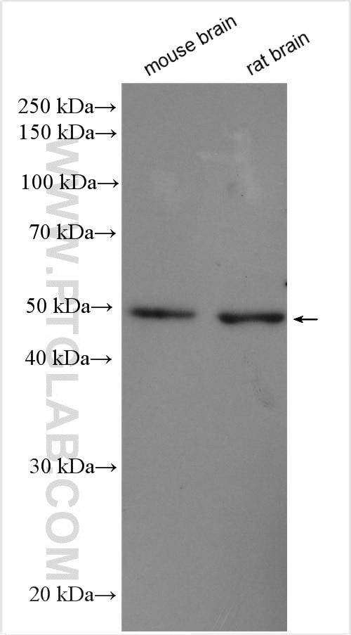 Western Blot (WB) analysis of various lysates using CTBP2 Polyclonal antibody (10346-1-AP)