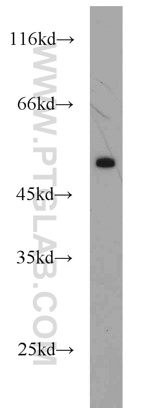 Western Blot (WB) analysis of mouse heart tissue using CTBP2 Polyclonal antibody (10346-1-AP)