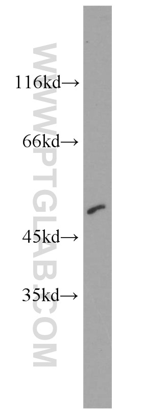 Western Blot (WB) analysis of mouse heart tissue using CTBP2 Polyclonal antibody (10346-1-AP)