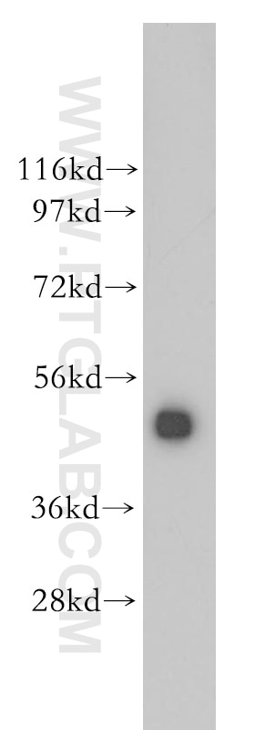 Western Blot (WB) analysis of mouse heart tissue using CTBP2 Polyclonal antibody (10346-1-AP)