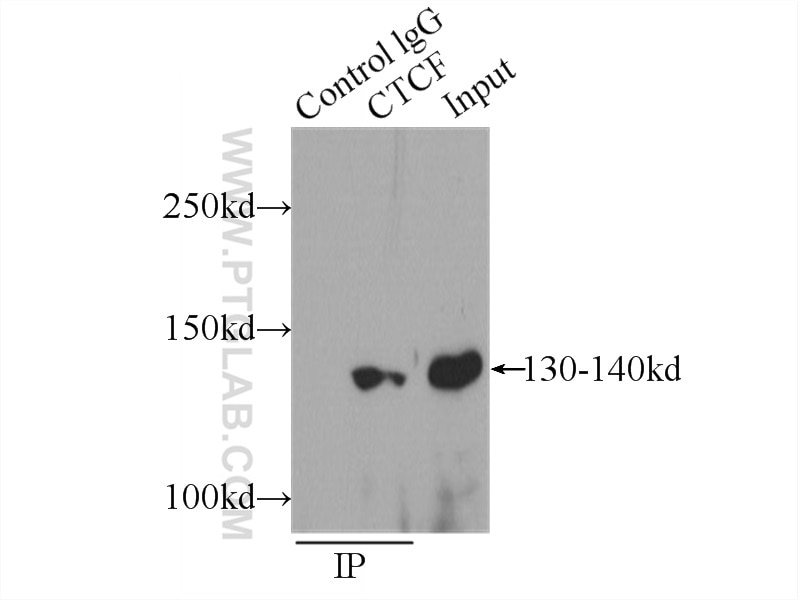 Immunoprecipitation (IP) experiment of MCF-7 cells using CTCF Polyclonal antibody (10915-1-AP)