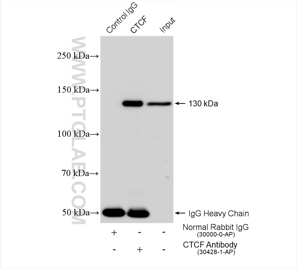 Immunoprecipitation (IP) experiment of MCF-7 cells using CTCF Polyclonal antibody (30428-1-AP)