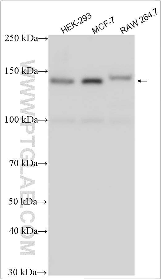 Western Blot (WB) analysis of various lysates using CTCF Polyclonal antibody (30428-1-AP)