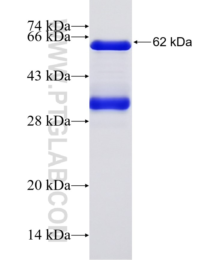 CTCF fusion protein Ag32417 SDS-PAGE