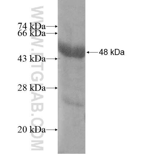 CTDSPL2 fusion protein Ag11346 SDS-PAGE
