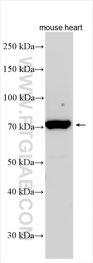 WB analysis using 23903-1-AP