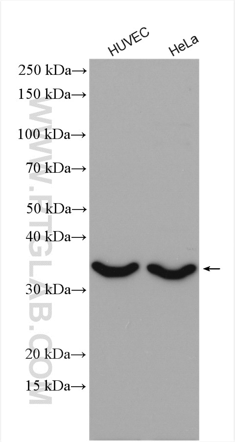 Western Blot (WB) analysis of various lysates using CTGF Polyclonal antibody (25474-1-AP)