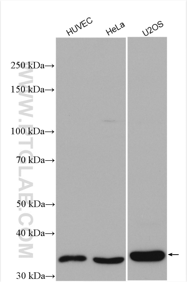 Western Blot (WB) analysis of various lysates using CTGF Polyclonal antibody (25474-1-AP)