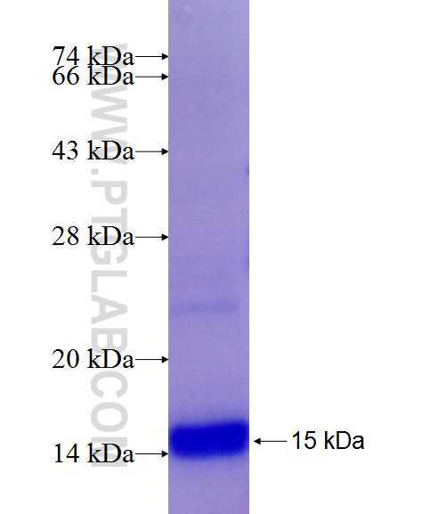 CTGF fusion protein Ag21008 SDS-PAGE