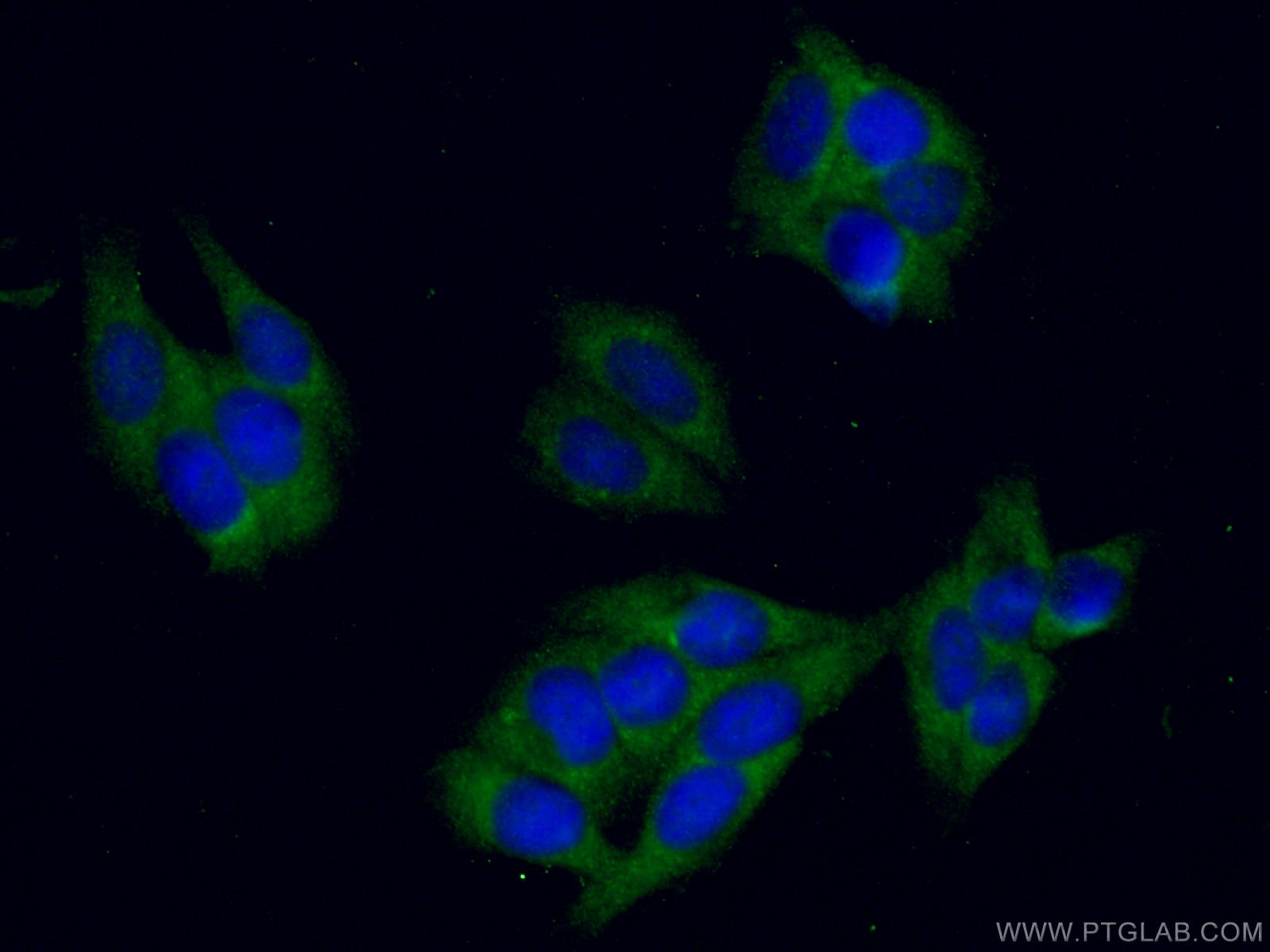 Immunofluorescence (IF) / fluorescent staining of HepG2 cells using Gamma Cystathionase Polyclonal antibody (12217-1-AP)