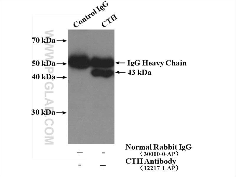 Immunoprecipitation (IP) experiment of mouse liver tissue using Gamma Cystathionase Polyclonal antibody (12217-1-AP)