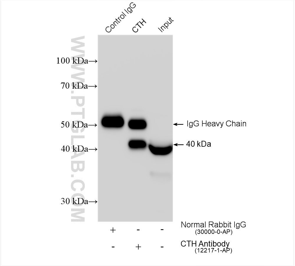Immunoprecipitation (IP) experiment of mouse liver tissue using Gamma Cystathionase Polyclonal antibody (12217-1-AP)