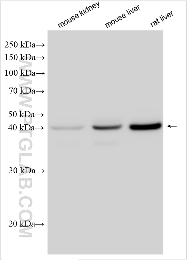 Western Blot (WB) analysis of various lysates using Gamma Cystathionase Polyclonal antibody (12217-1-AP)
