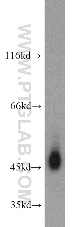 Western Blot (WB) analysis of mouse heart tissue using Gamma Cystathionase Polyclonal antibody (12217-1-AP)