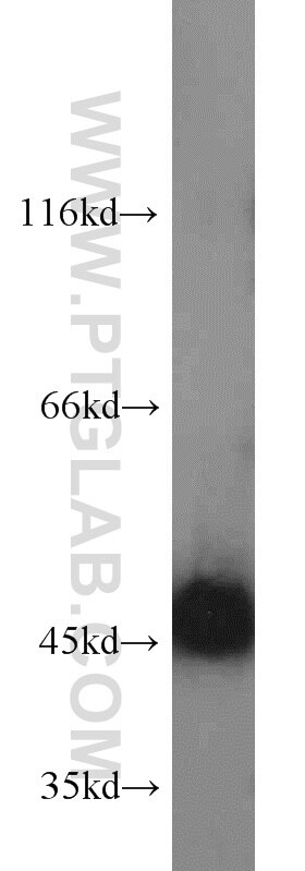 Western Blot (WB) analysis of rat heart tissue using Gamma Cystathionase Polyclonal antibody (12217-1-AP)