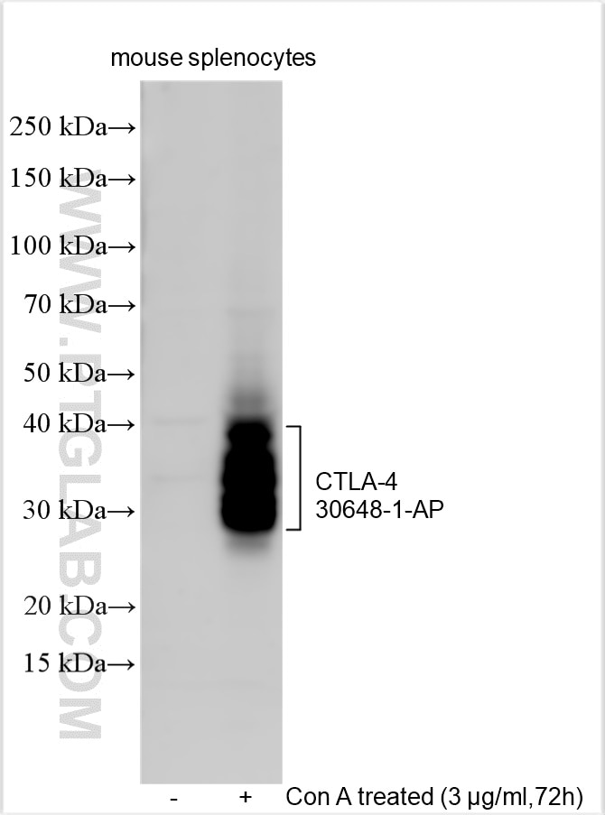 Western Blot (WB) analysis of various lysates using CTLA-4 Polyclonal antibody (30648-1-AP)