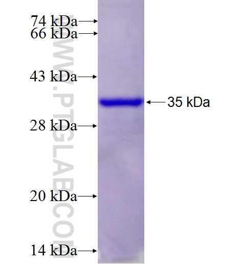 CTLA4 fusion protein Ag24178 SDS-PAGE
