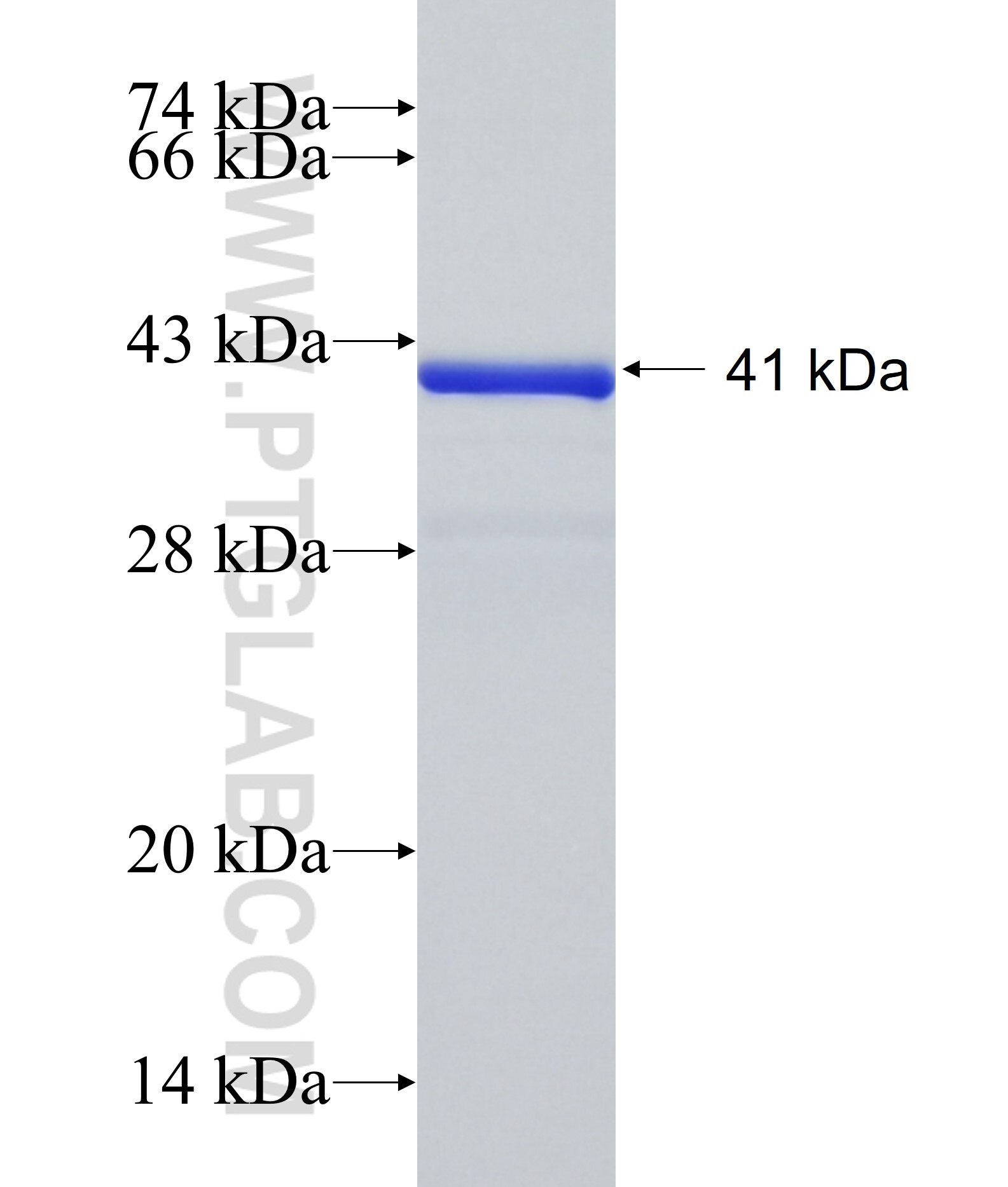 CTLA-4 fusion protein Ag28226 SDS-PAGE