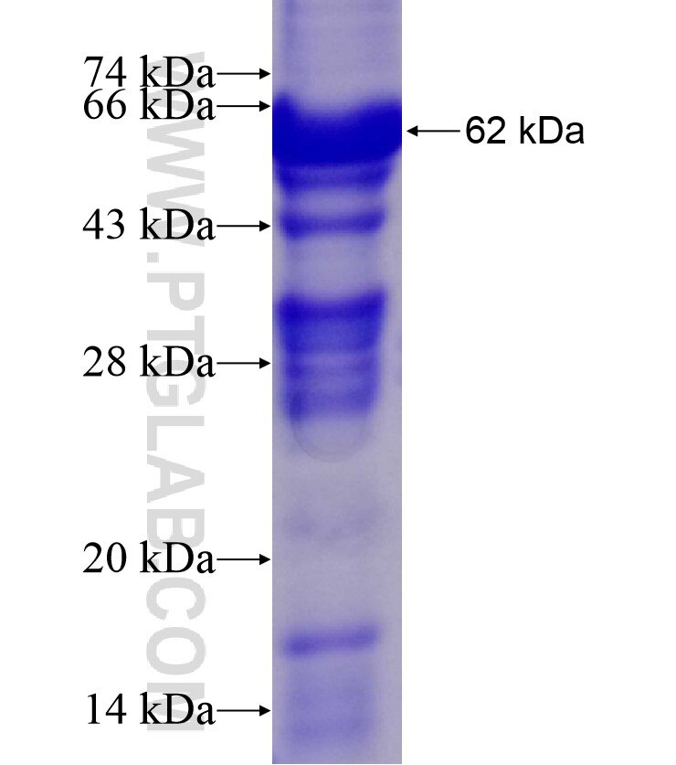 CTLA4 fusion protein Ag10548 SDS-PAGE