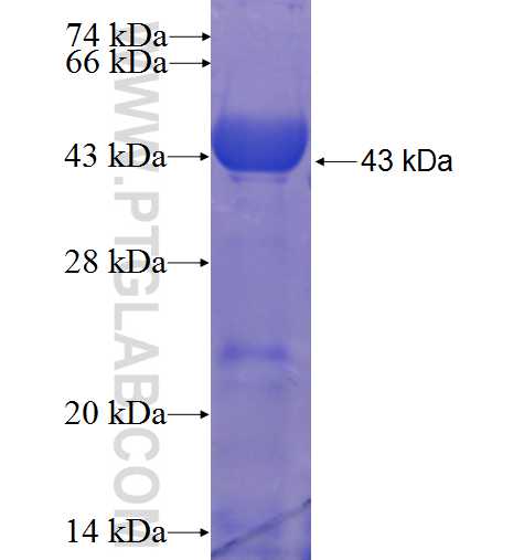 CTNNA1 fusion protein Ag23603 SDS-PAGE