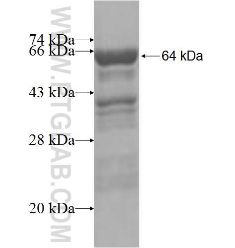 CTNNA2 fusion protein Ag5747 SDS-PAGE