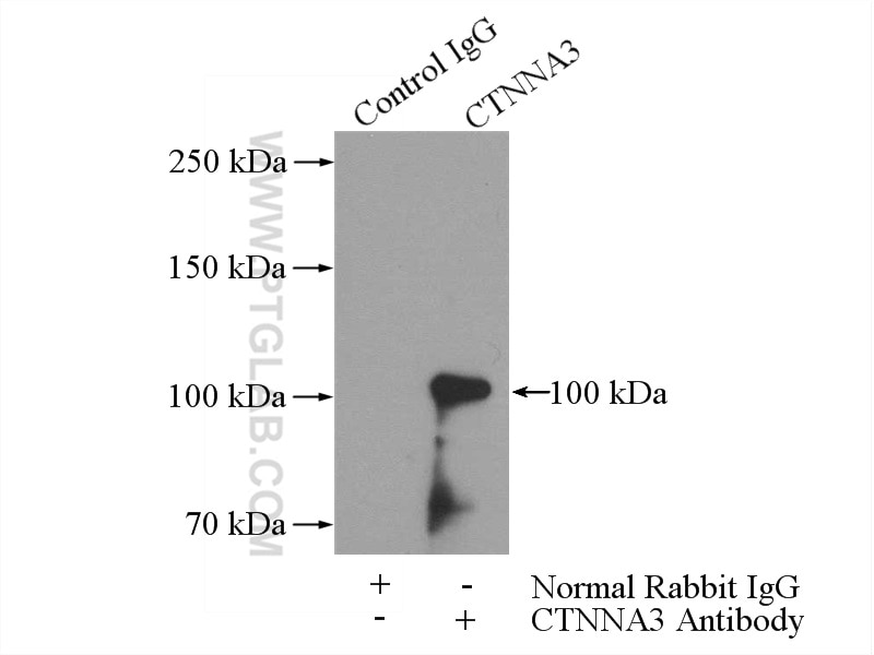 Immunoprecipitation (IP) experiment of mouse testis tissue using CTNNA3 Polyclonal antibody (13974-1-AP)